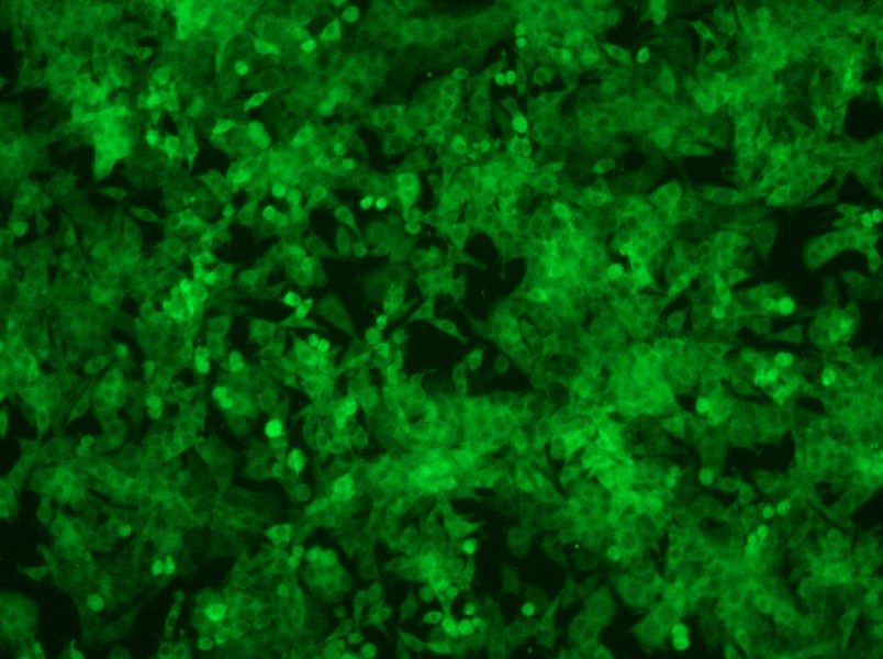 Panc02-GFP Cell Complete Medium-searchlist-1