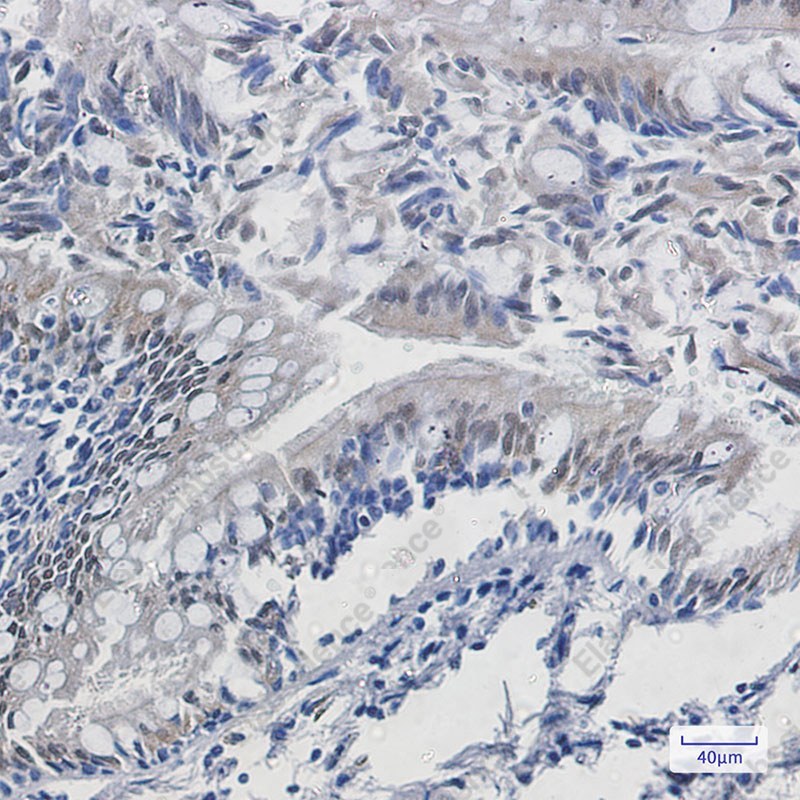 Recombinant TPPP Monoclonal Antibody - 4