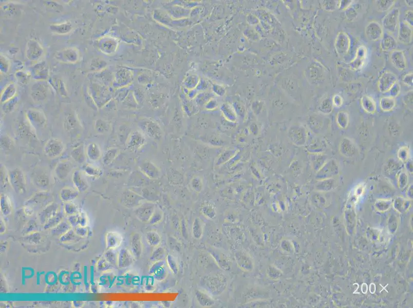C166 Cell Complete Medium - 6