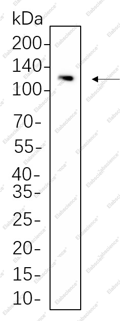 Recombinant STAT2 Monoclonal Antibody - 1