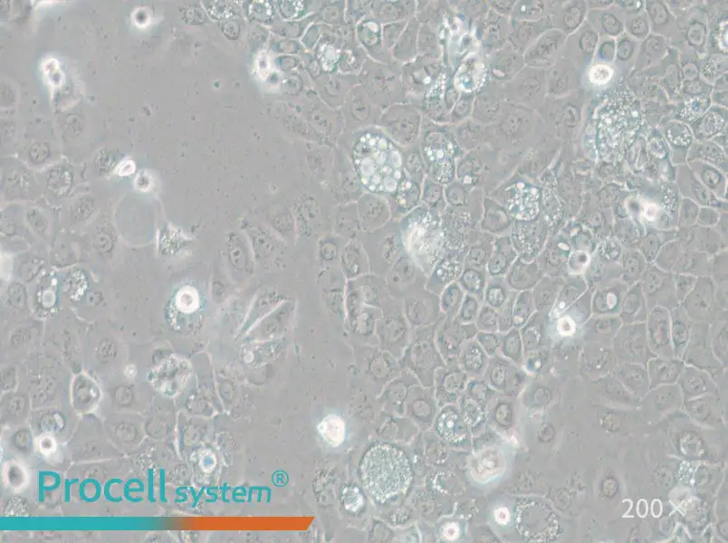 SCC-25 [SCC 25; SCC25] Cell Complete Medium - small - 4