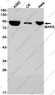 Recombinant MARS Monoclonal Antibody - 1