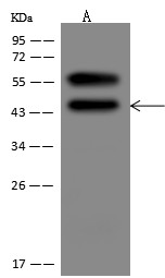 SerpinB3 Monoclonal Antibody-searchlist-1
