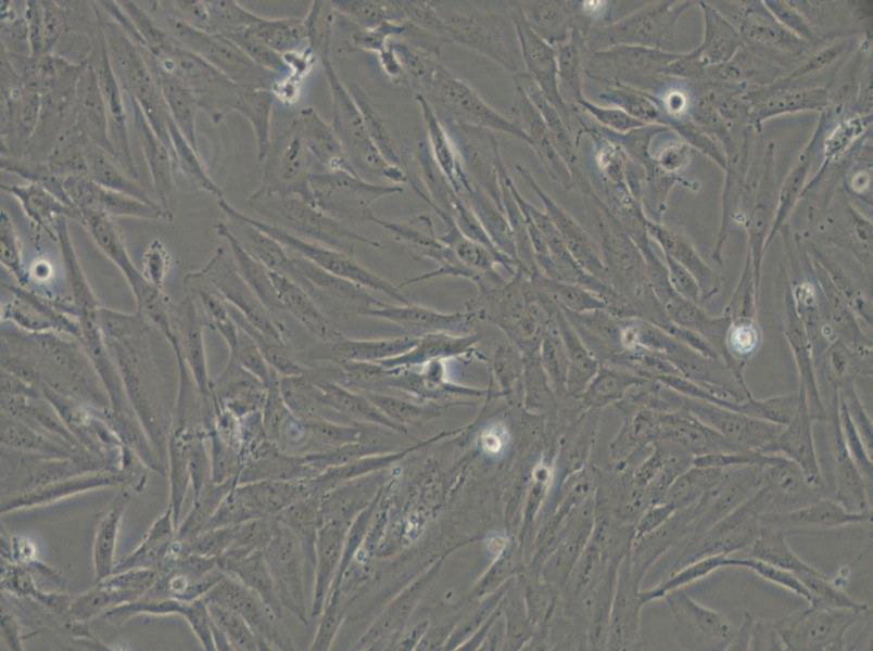 SF126 Cell Complete Medium - 5