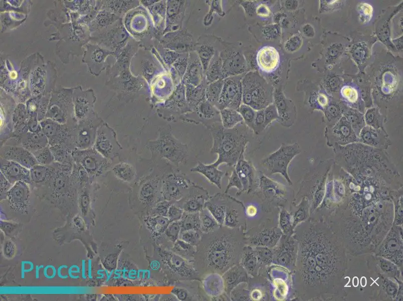 SW 1990 (L15) Cell Complete Medium - 6
