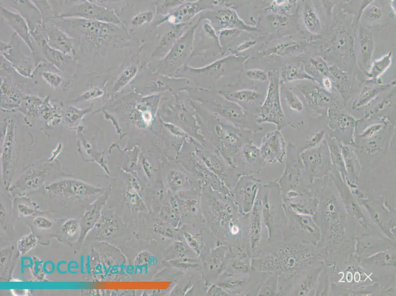 JHH-6 Cell Complete Medium - 4