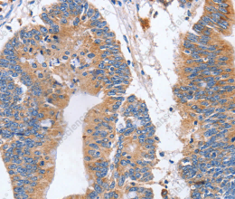 CD327 Polyclonal Antibody - 3