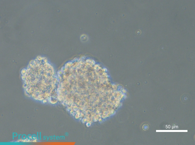 NCI-H1975 (3D)NCI-H1975 (3D) - 6