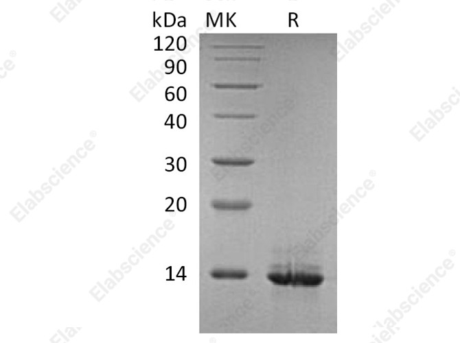 Recombinant Human HMGB1 Protein - 1
