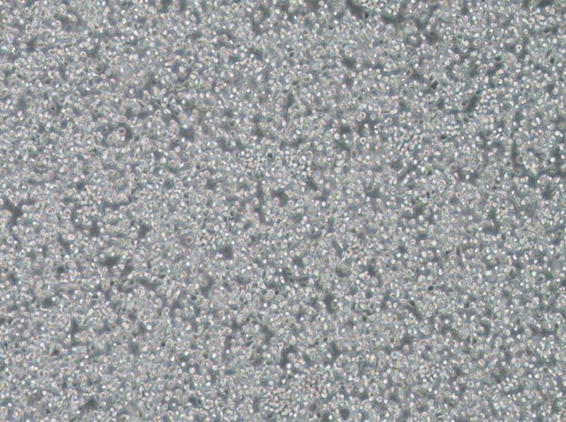 T2 Cell Complete Medium - 3