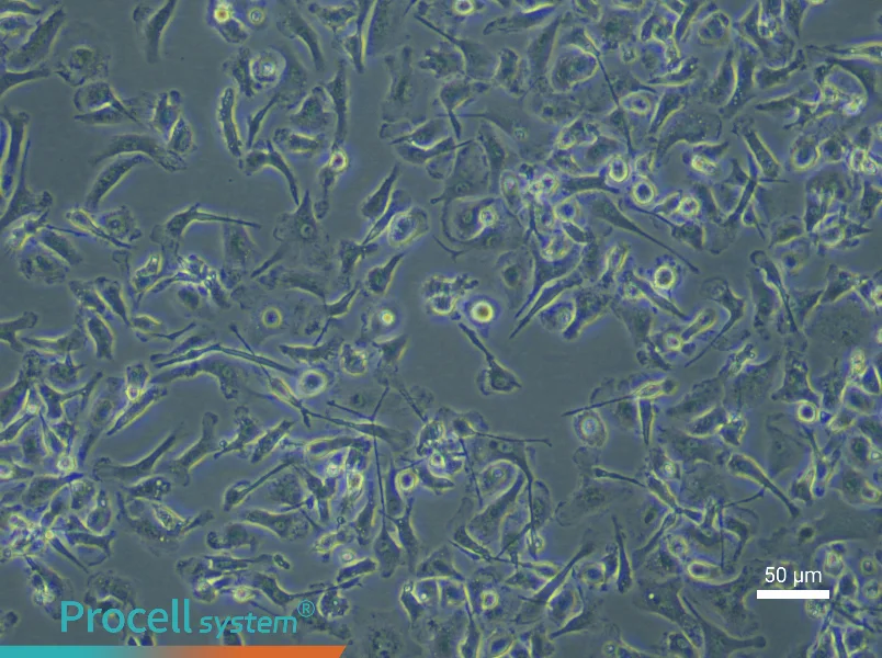 Mouse Renal Macrophage Complete Medium - 5