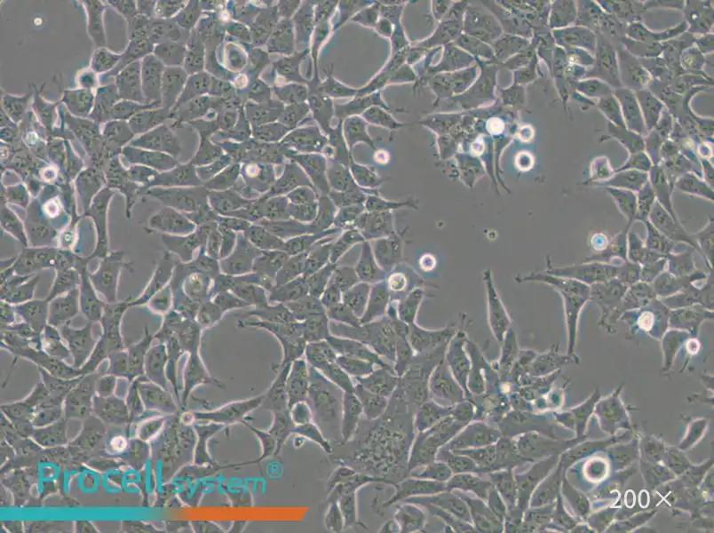 293A Cell Complete Medium - small - 4