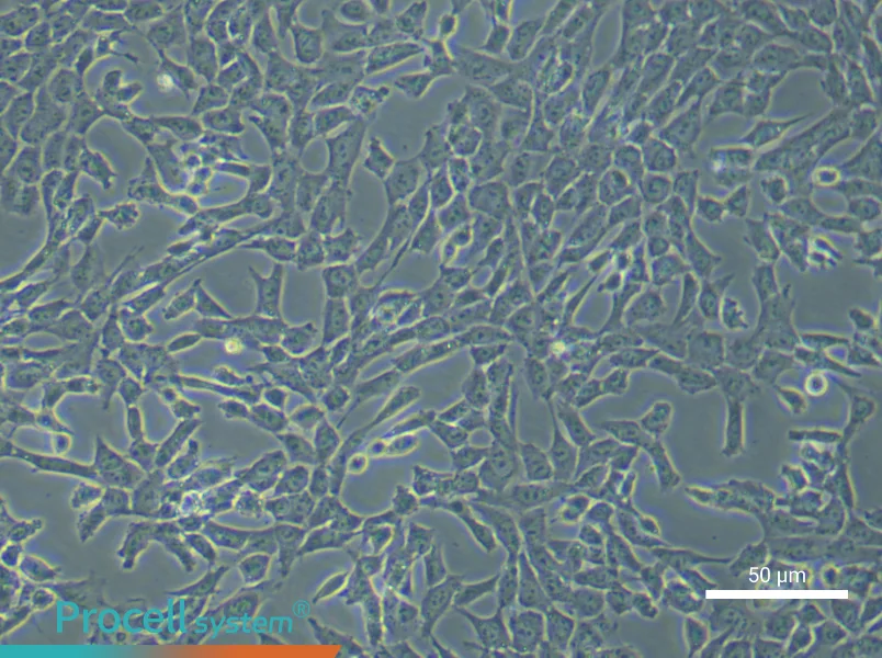 Mouse Pulmonary Artery Endothelial (Primary cell immortalization) Cell Complete Medium - 4