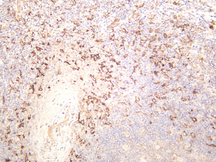 Recombinant CD14 Monoclonal Antibody - 3