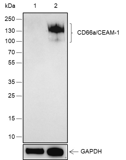 Recombinant CEACAM1 Monoclonal Antibody-searchlist-1