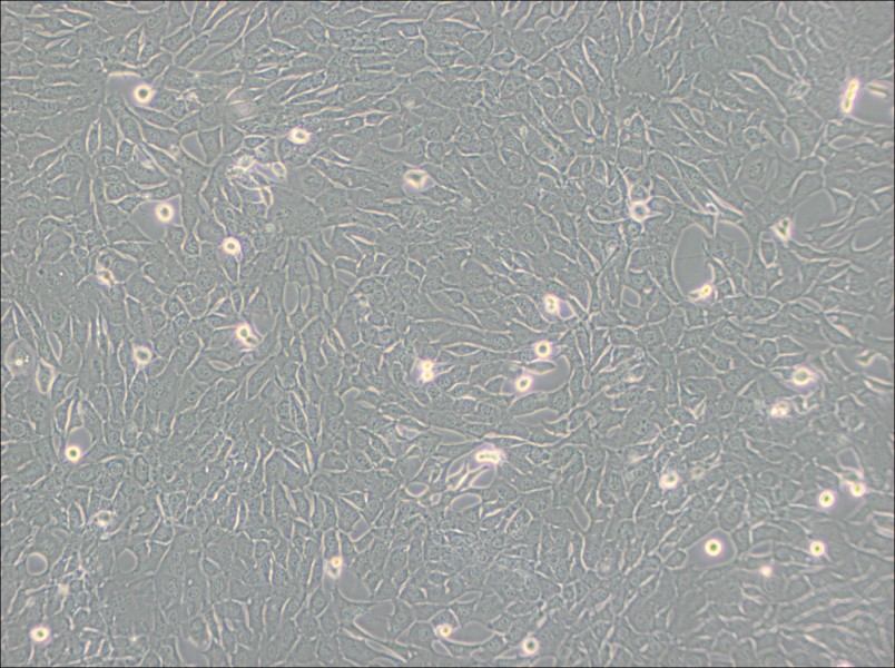 C127 [C-127] Cell Complete MediumC127 [C-127] Cell Complete Medium - 3