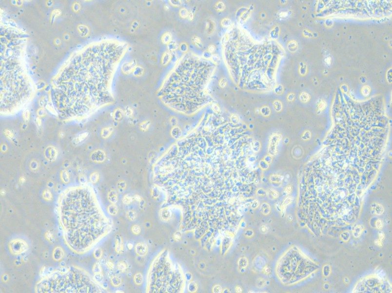 LC-2/ad Cell Complete Medium - 6