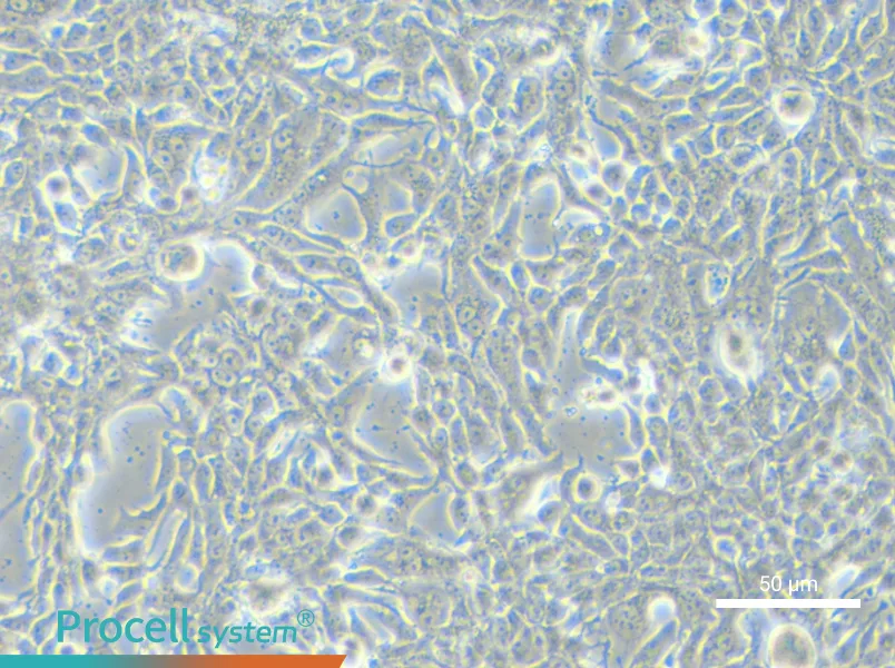 MFM-223 Cell Complete MediumMFM-223 Cell Complete Medium - 5