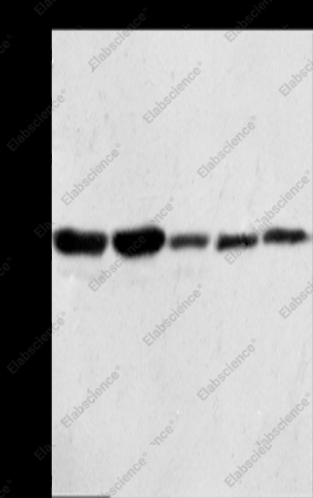 ANXA1 Polyclonal Antibody - 1