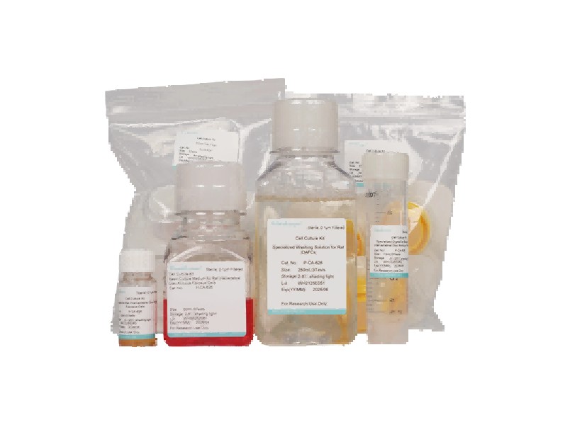 Rat Intervertebral Disc Annulus Fibrosus Cell Isolation and Culture Kit