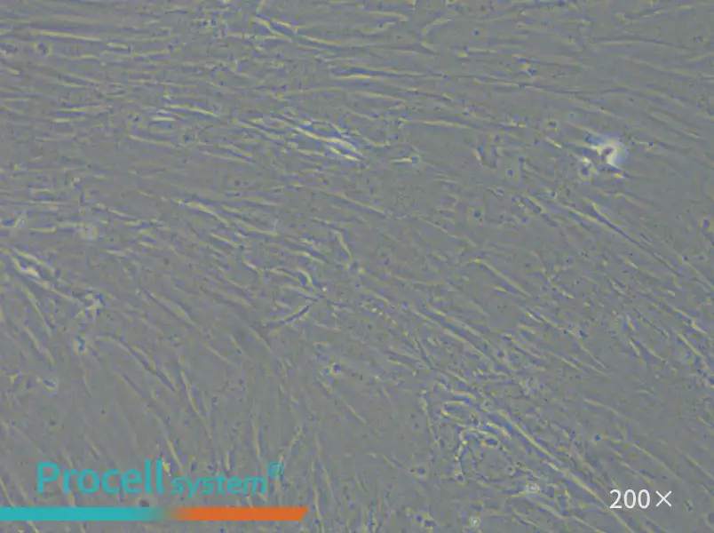 IMR-90 Cell Complete Medium - small - 6