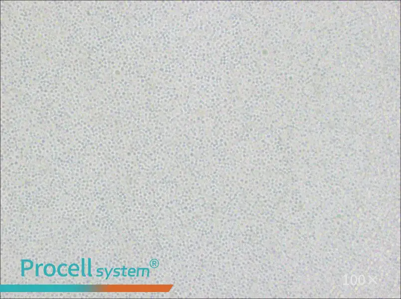 Ramos [RA 1] Cell Complete MediumRamos [RA 1] Cell Complete Medium - 2