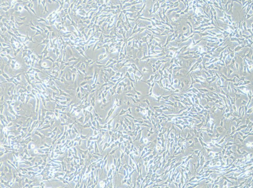 SH-SY5Y [SHSY-5Y] Cell Complete Medium - 3