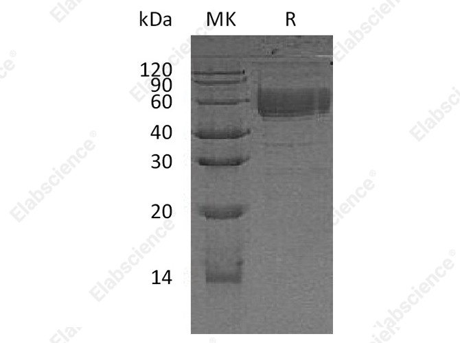Recombinant Human CD83/HB15 Protein (Fc Tag) - 1