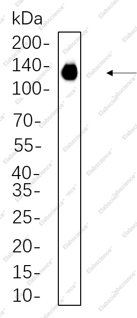 Recombinant PI3-Kinase p110α Monoclonal Antibody - 1