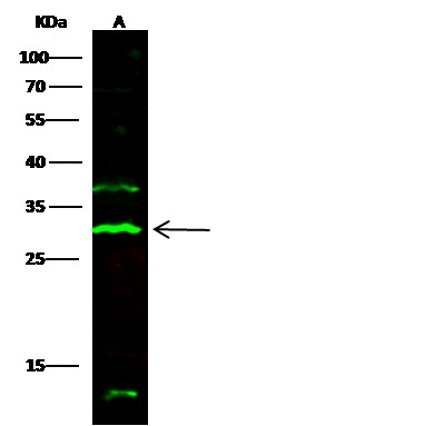 Recombinant 2B4/CD244 Monoclonal Antibody - small - 2