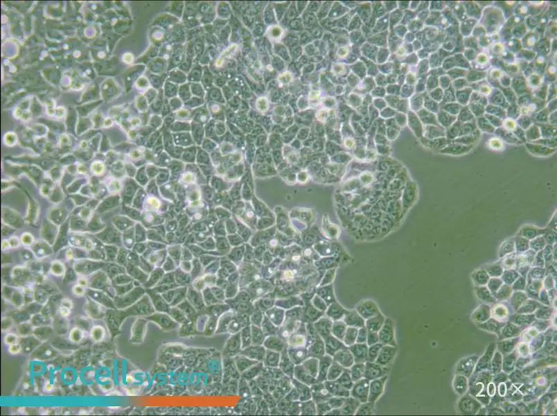 CX-1 Cell Complete Medium - 5