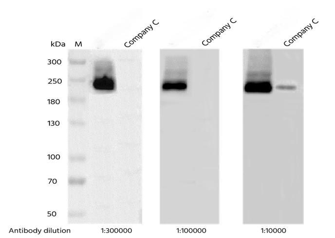 Recombinant Phospho-HER2/ErbB2 (Tyr1221, 1222) Monoclonal Antibody - small - 4