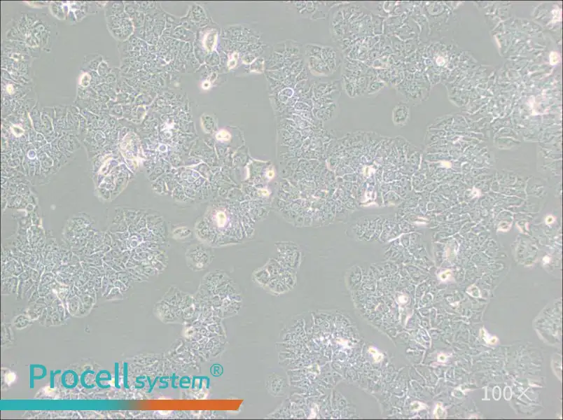 NCI-H1437 Cell Complete Medium - 2