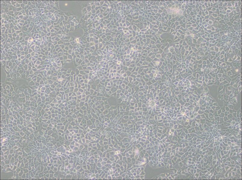 KYSE-510 Cell Complete Medium - 2