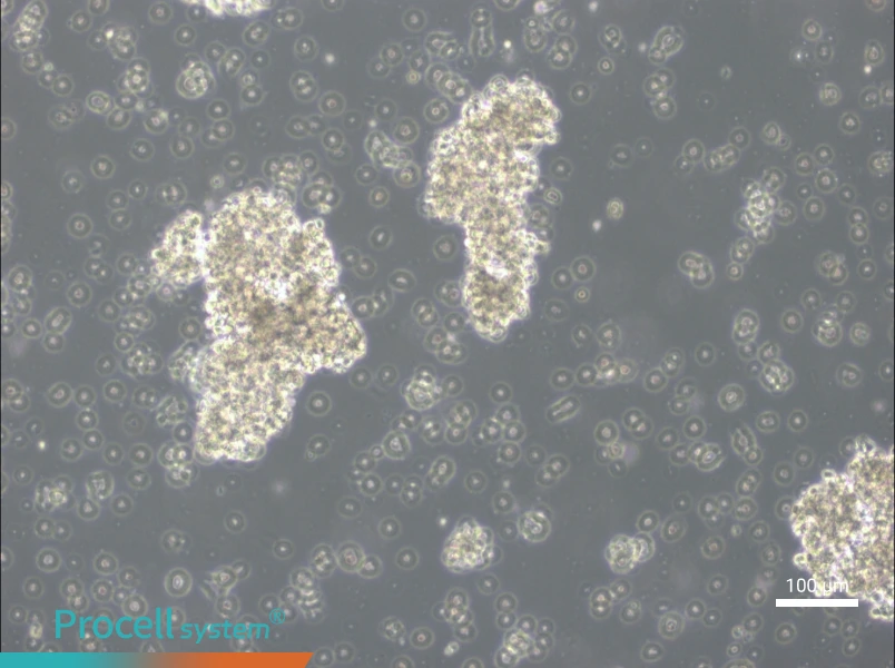 OCI-Ly3 Cell Complete Medium - 3