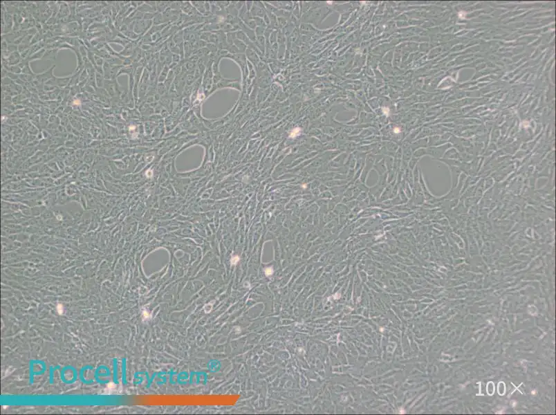 GC-1 spg Cell Complete Medium - 1