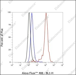 Recombinant Laminin beta 1 Monoclonal Antibody - 3