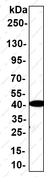 Recombinant VEGF-D Monoclonal Antibody - 5
