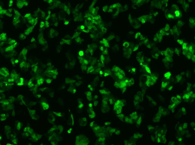 Hep G2-GFP Cell Complete MediumHep G2-GFP Cell Complete Medium - 2