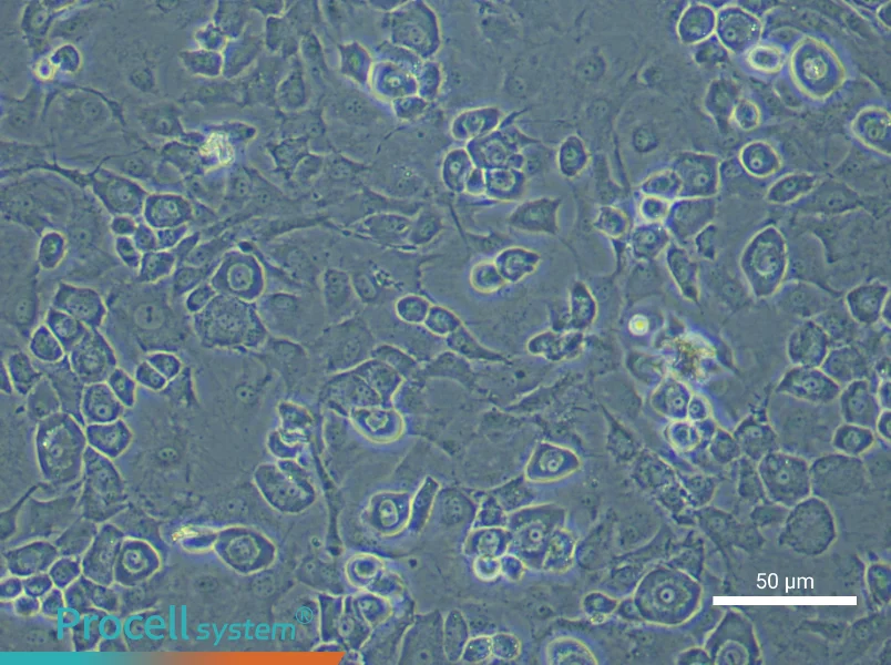 Mouse Endplate Chondrocyte Complete Medium - 6