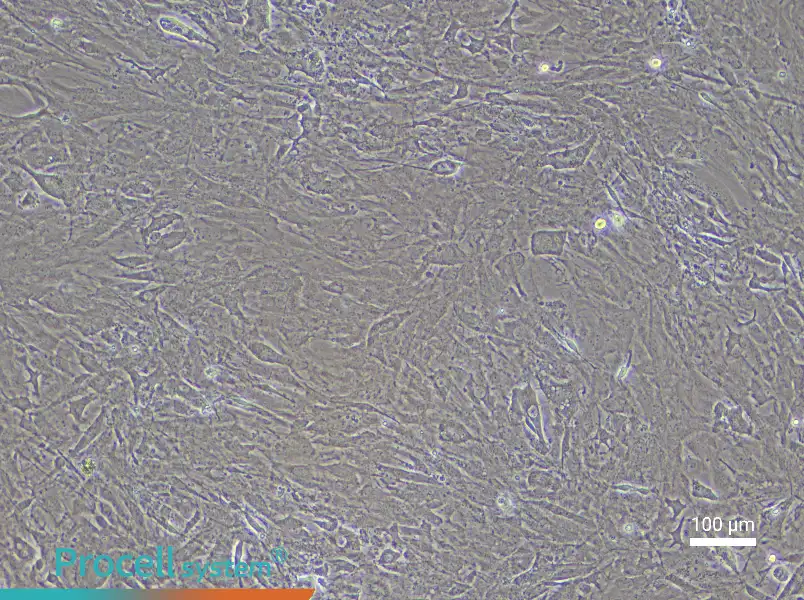 Mouse Meningeal Cell Complete Medium - 1