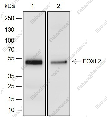 Recombinant FOXL2 Monoclonal Antibody - 1