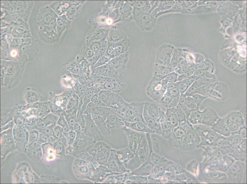 HT-1376 Cell Complete Medium - 4