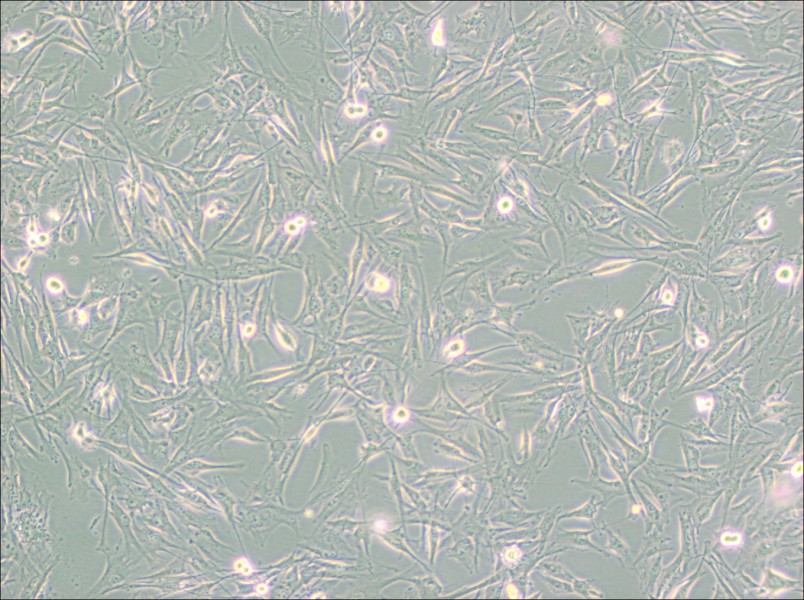 NCI-H2452 [H2452] Cell Complete Medium - 2