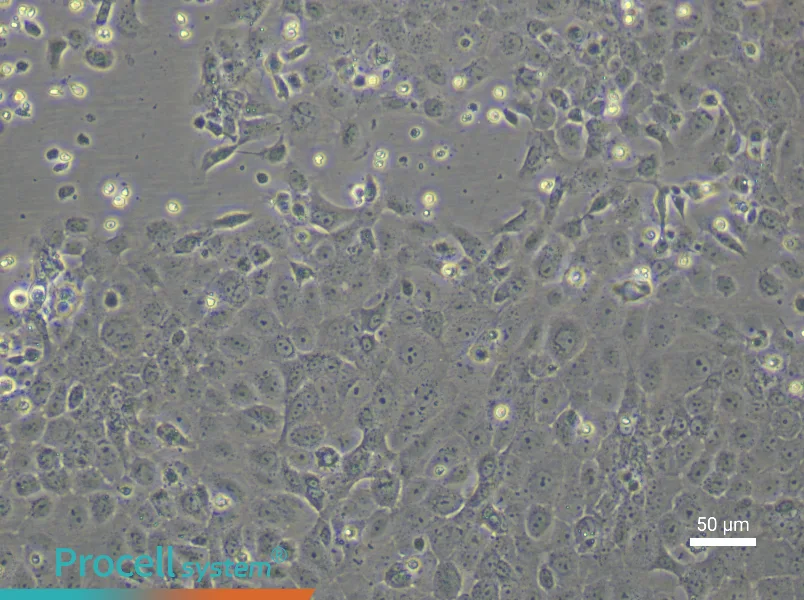 Rat Epidermal Keratinocyte Complete Medium - 4
