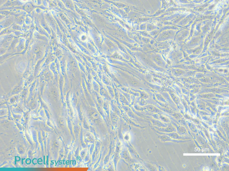 MS1 Cell Complete Medium - small - 4
