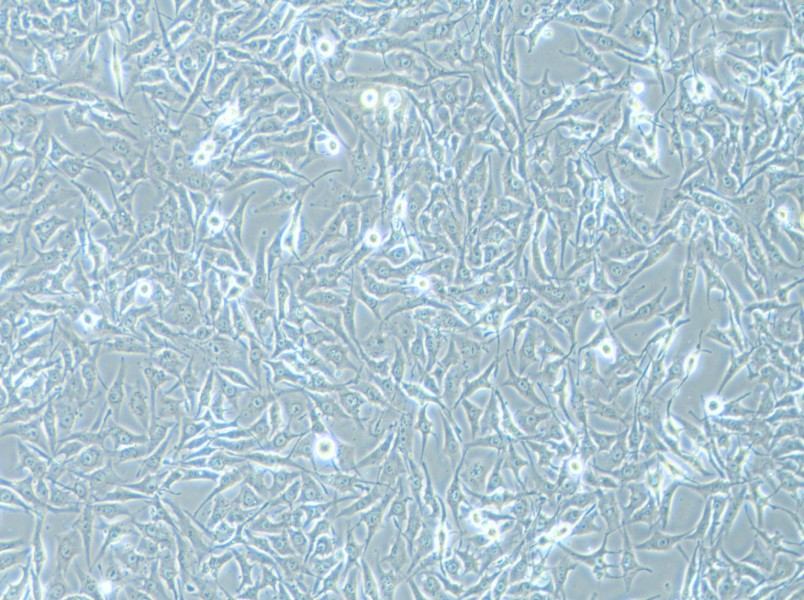 MG-63 Cell Complete Medium-searchlist-1