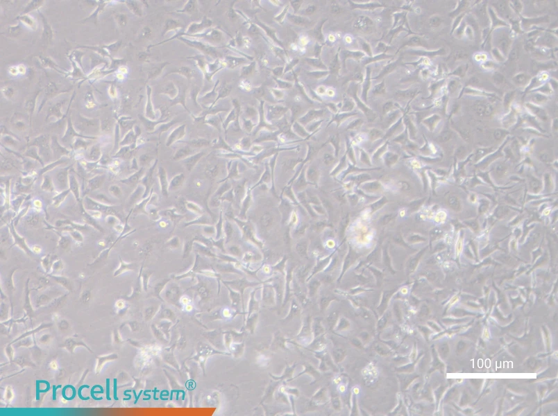 TGBC18TKB Cell Complete MediumTGBC18TKB Cell Complete Medium - 2