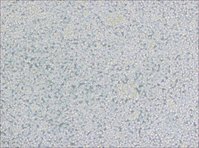 H9 [derivative of HuT 78] Cell Complete MediumH9 [derivative of HuT 78] Cell Complete Medium - 3