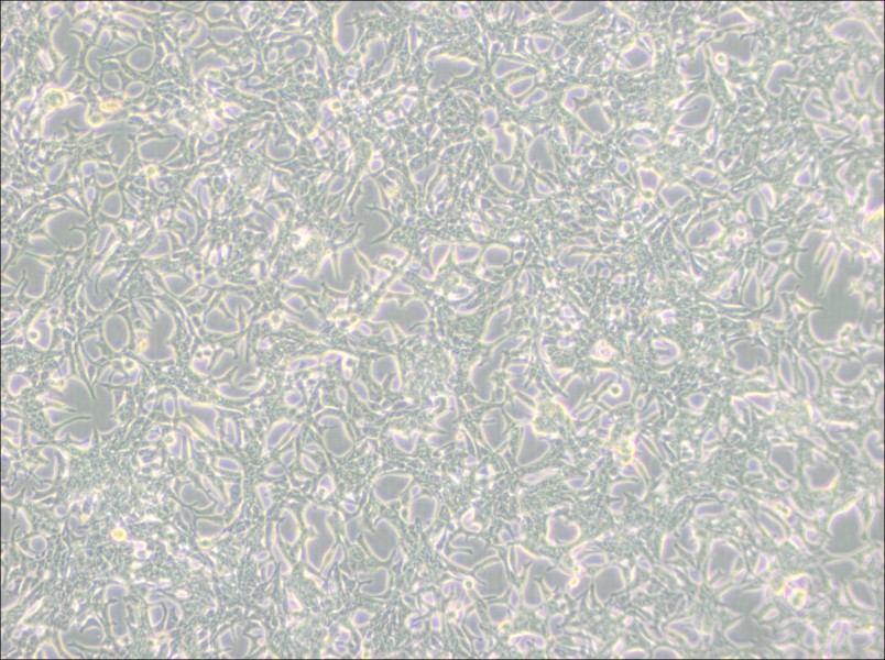 LNCaP clone FGC Cell Complete MediumLNCaP clone FGC Cell Complete Medium - 2